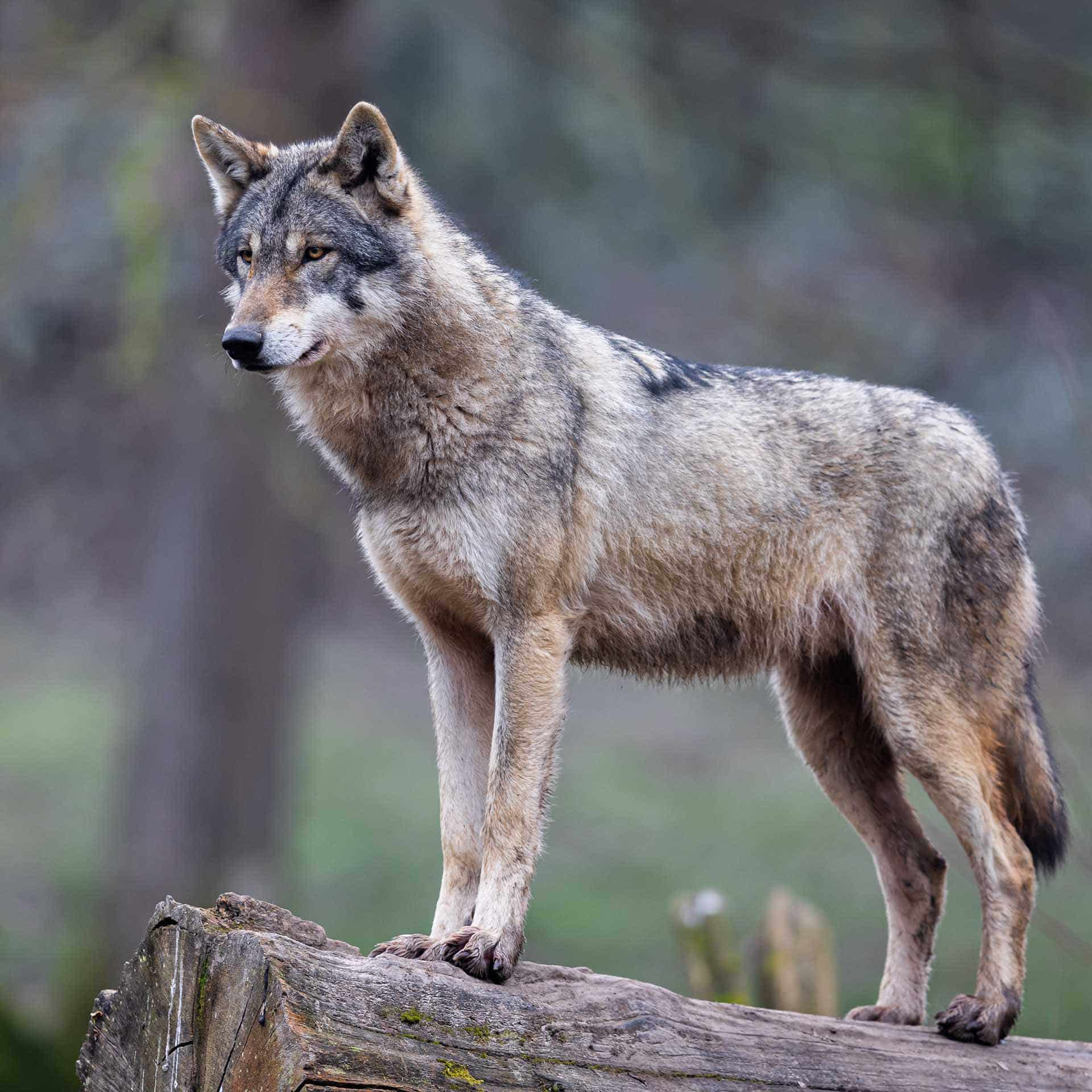 Loup